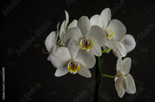 White orchid flowers on dark cement background.