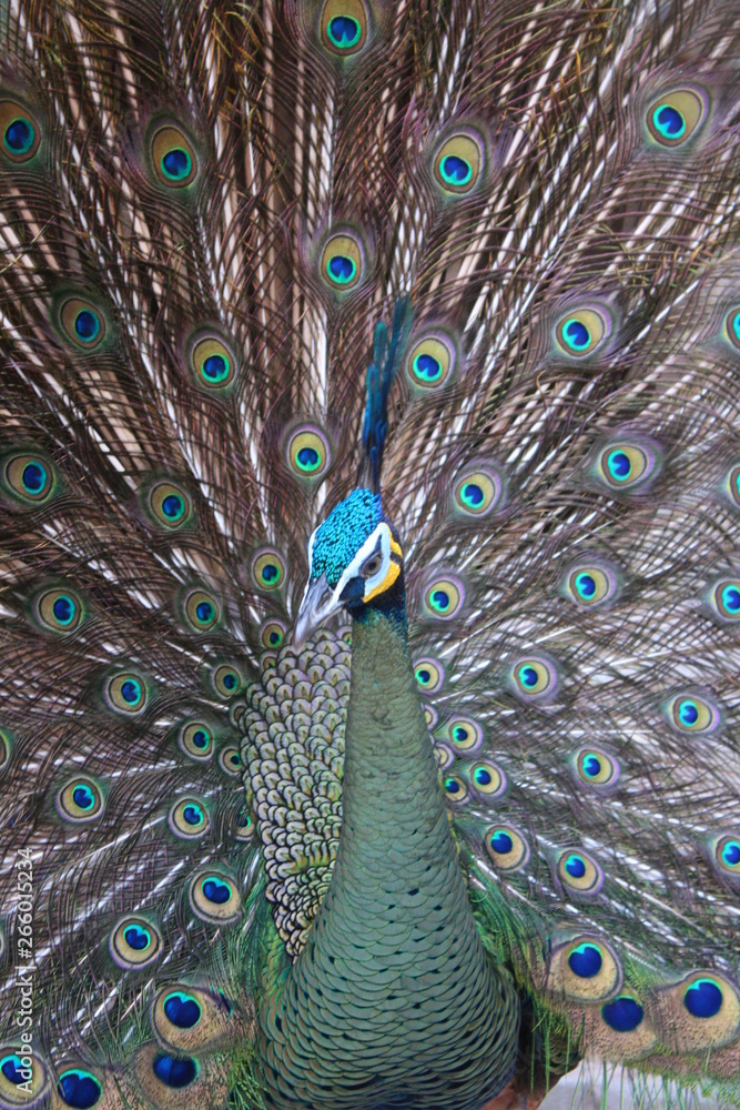Fototapeta premium PeacockLook