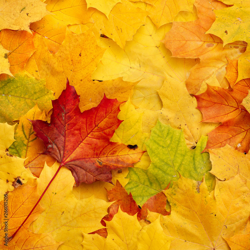Closeup of bright multicolored maple leaves. Top view of the leaves are red  orange  yellow and green. Flat lay. Autumn concept