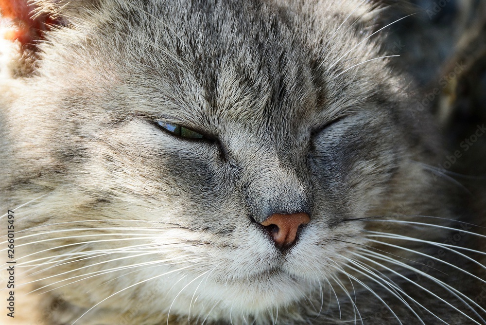 head of a big gray cat that sleeps and blinks