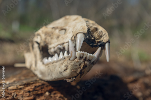 Close-up of skull on a log in the woods