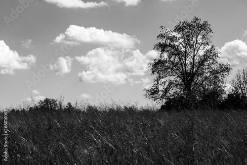 Blue sky with white clouds in the green fields - black and white photograph