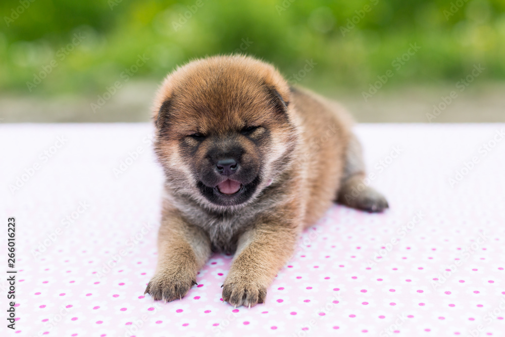 Obraz premium Close-up Portrait of cute and lovely two weeks old puppy breed shiba inu lying on the table