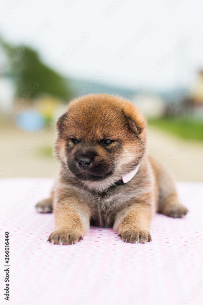 Close-up Portrait of serious and lovely two weeks old puppy breed shiba inu sitting on the table