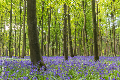 A beautiful Bluebell wood - springtime with flowers in a forest.