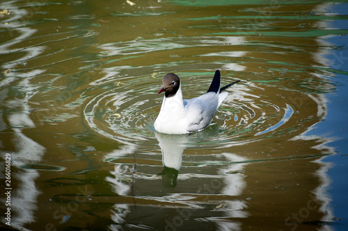 Adult ring-billed gull floating on the calm golden blue water of the St. Lawrence River during an early spring morning, Cap-Rouge area, Quebec City, Quebec, Canada