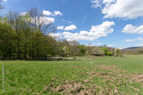 Green meadow in the Pilis