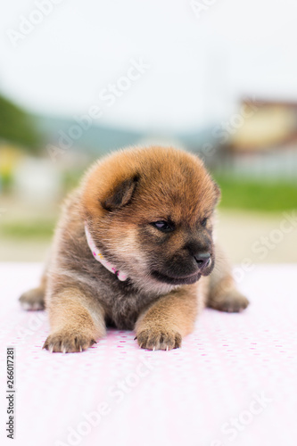 Profile Portrait of serious and lovely two weeks old puppy breed shiba inu sitting on the table