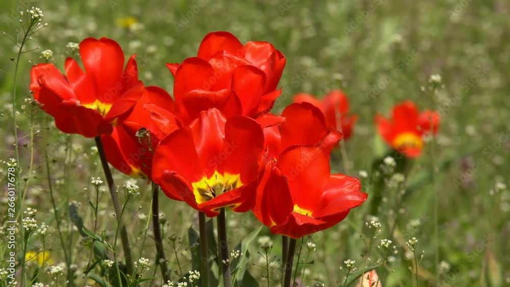 Beautiful colorful flowers of tulips blooming in the spring garden under the warm sunshine Beautiful colorful flowers of tulips blooming in the spring garden under the warm sunshine