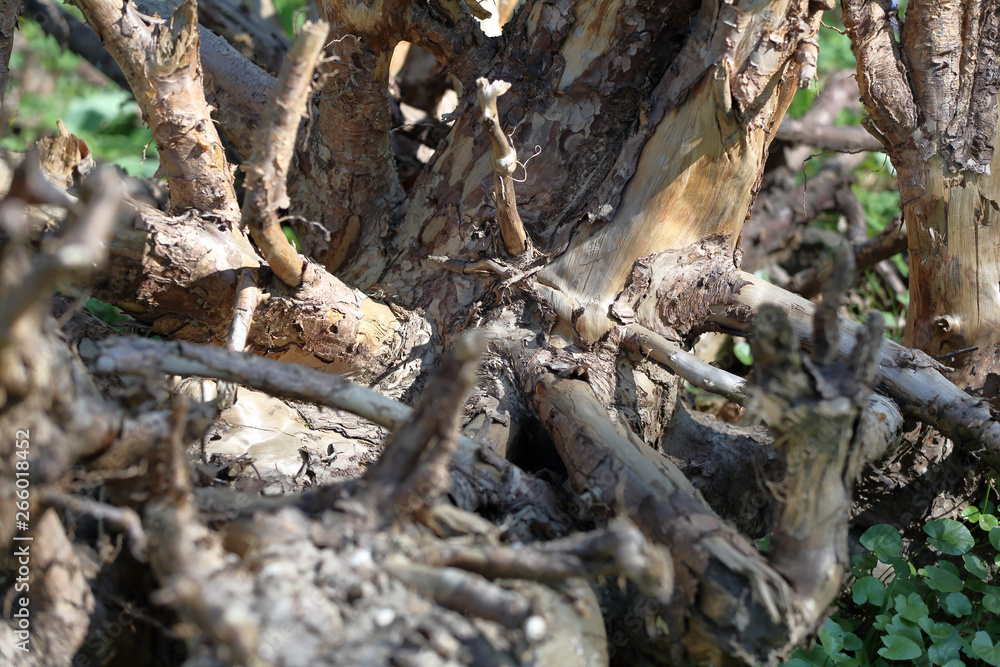 Large dried roots of trees as decoration of the yard Large dried roots of trees as decoration of the yard