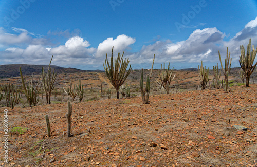 Desert Landscape