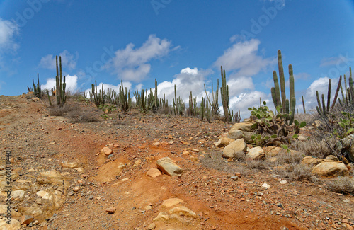 Desert  Landscape