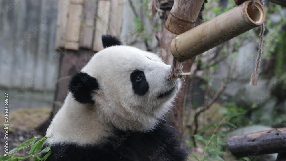 Playful Happy Panda is Playing the Hanging Mobile Bamboo in the Playground, Chengdu, China Playful Happy Panda is Playing the Hanging Mobile Bamboo in the Playground, Chengdu, China