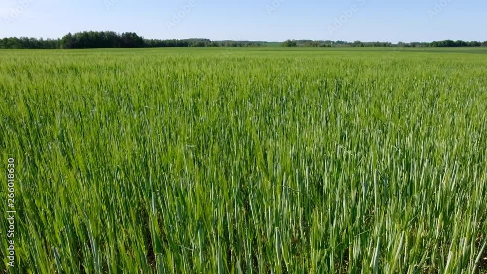 fresh green field of wheat in summer windy day with camera movements fresh green field of wheat in summer windy day with camera movements