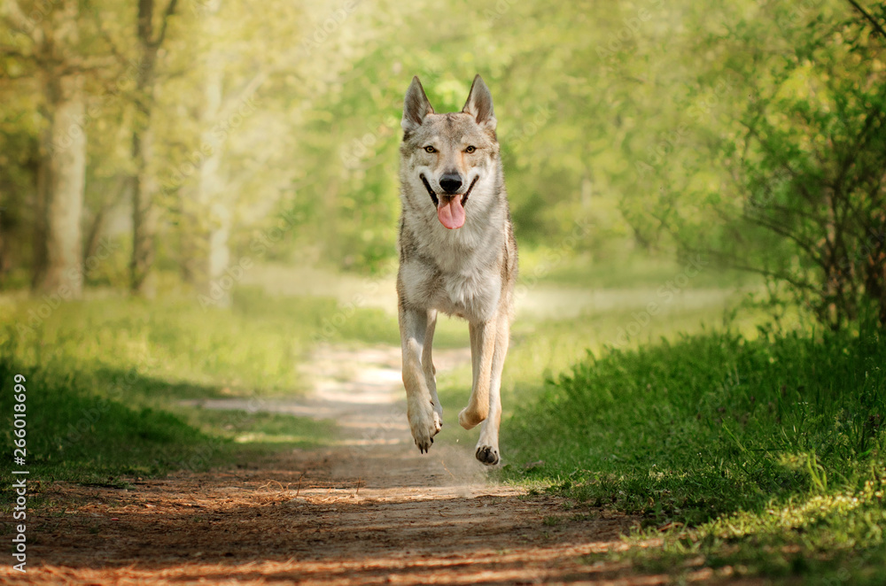 Czechoslovakian wolf dog walk in spring park