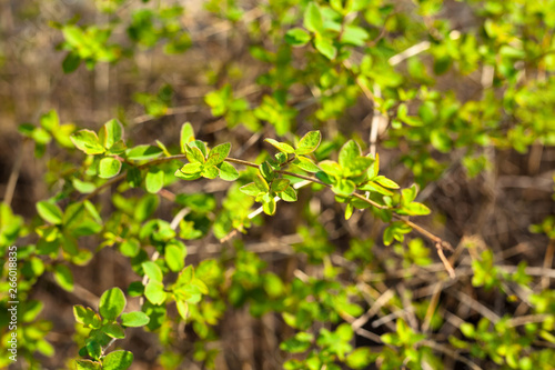 Green leaves background Natural background