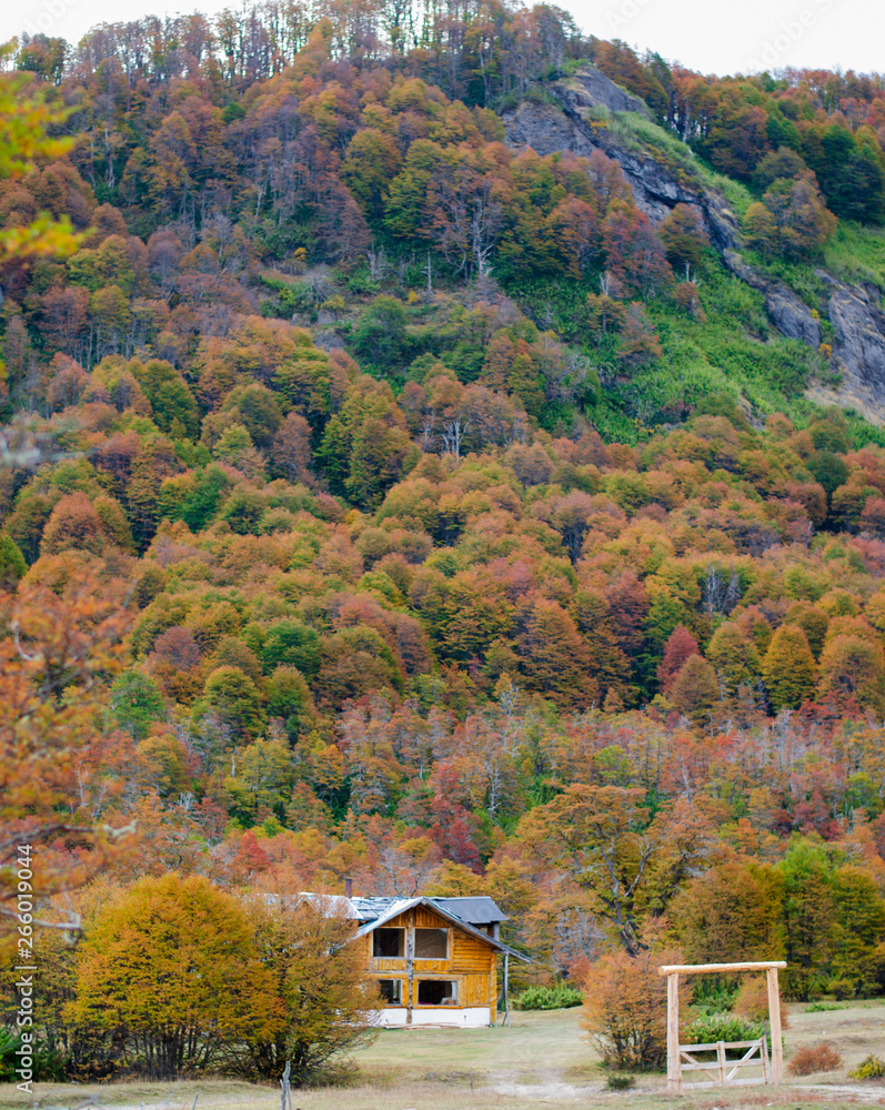 El otoño explotando sobre los arboles de la montña
