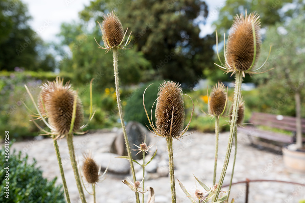 Obraz premium Close up of wild teasel (dipsacus fullonum, dipsacus sylvestris). In the back the gardens of Benediktbeuern monastery.