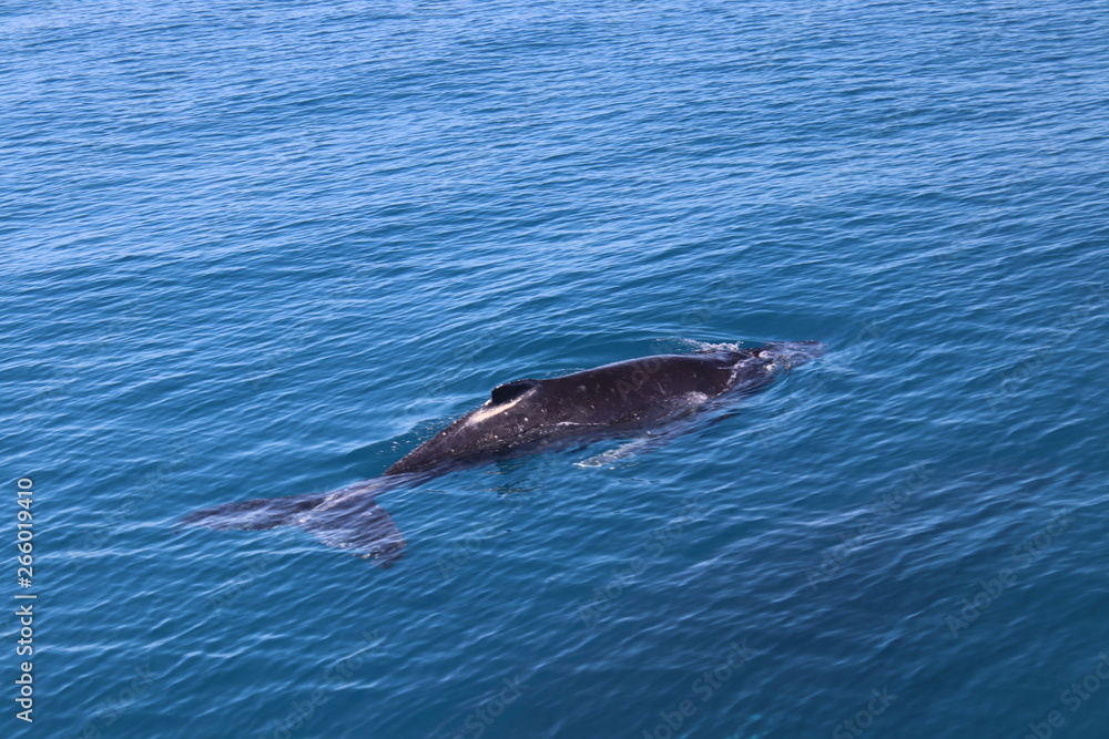 Fototapeta premium Buckelwal