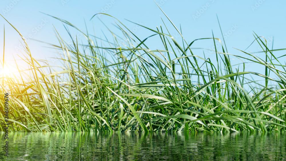 Obraz premium Grass on the dike on the Elbe in Germany