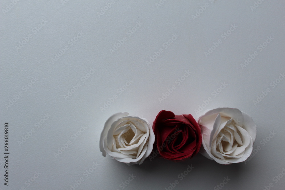 red and white rose on white background red and white rose on white background