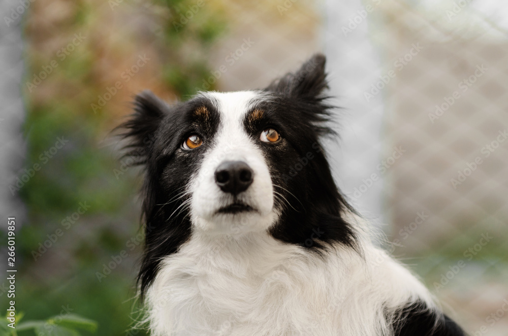 border collie dog funny portrait look