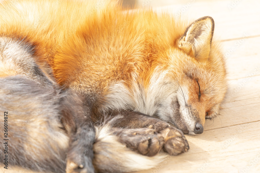 キツネ かわいい 動物 野生生物 赤ちゃん Stock 写真 Adobe Stock キツネ かわいい 動物 野生生物 赤ちゃん Stock 写真 Adobe Stock