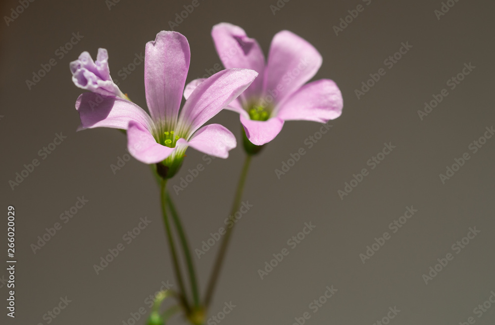 Oxalis acetosella houseplant with Oxalis acetosella houseplant with