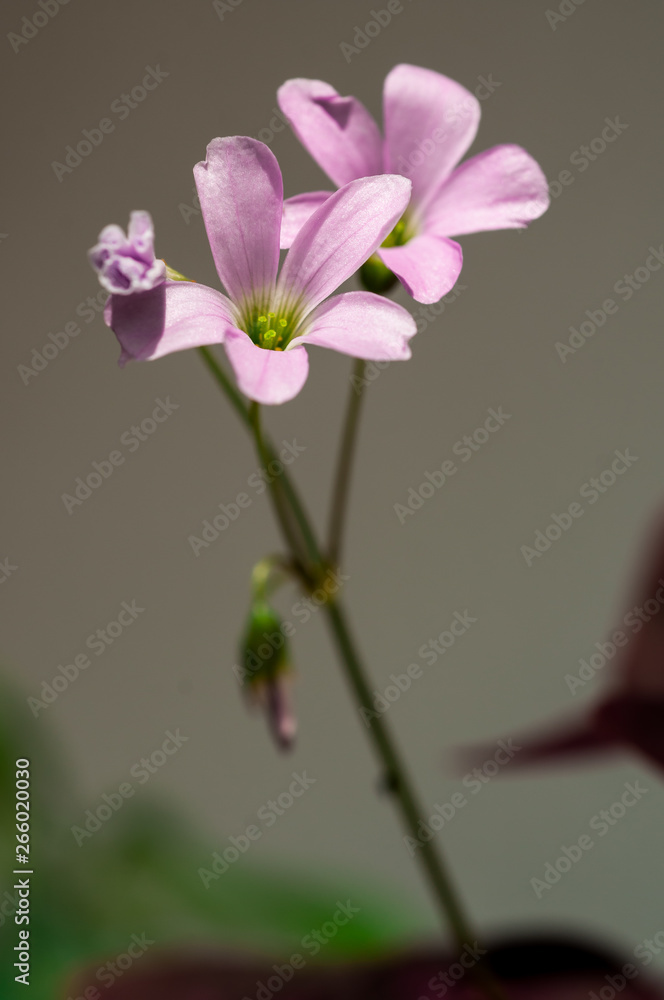 Oxalis acetosella houseplant with Oxalis acetosella houseplant with