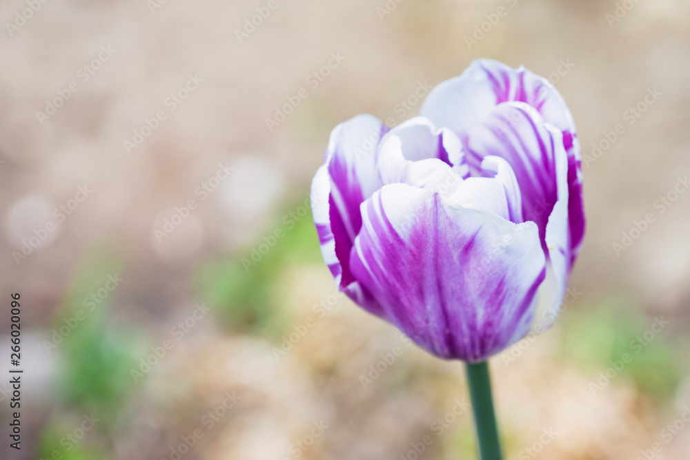 Close up single purple and white tulip blooming outdoors Close up single purple and white tulip blooming outdoors