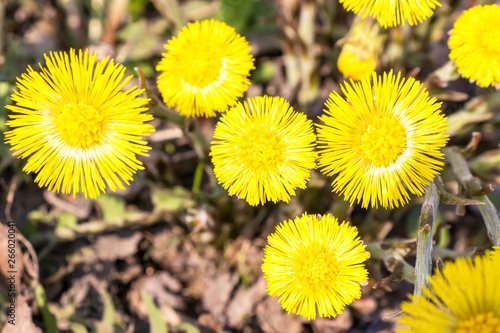Bright yellow foalfoot flowers tussilago farfara on stony floor. Group of spring flowers photo