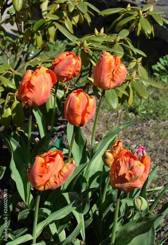 orange tulips parrot 'Salmon Parrot' on the rhododendron background