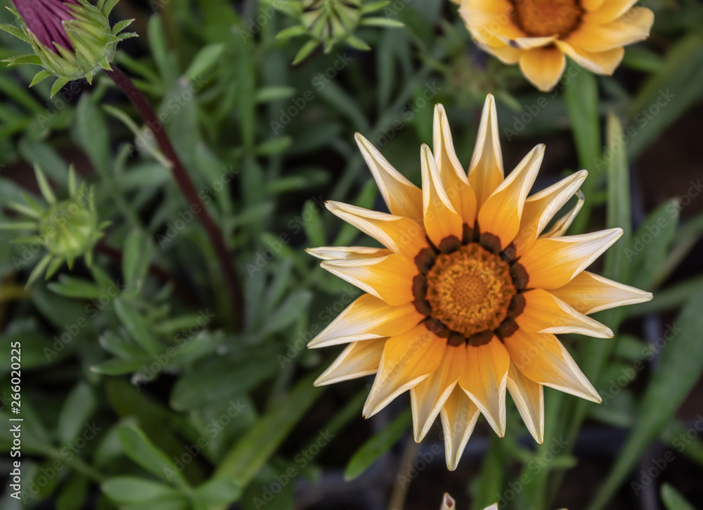 Beautiful African Daisies Gazania Flowers Closeup Beautiful African Daisies Gazania Flowers Closeup