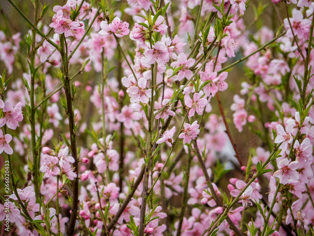 Ice peach tree branch in pink bloom. Spring season. Fruit trees for gardens Ice peach tree branch in pink bloom. Spring season. Fruit trees for gardens