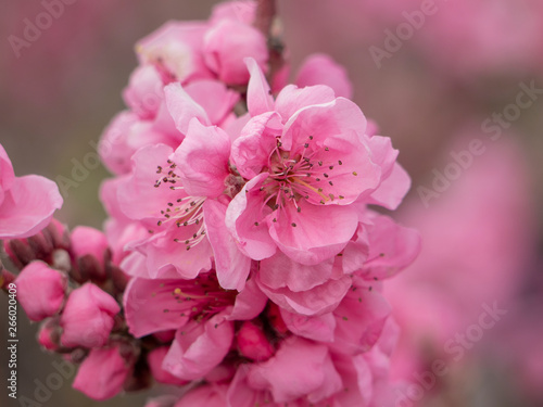 Branch of pink blooming Dwarf-Nectarine  Prunus nucipersica. Spring landscape. Interior foto