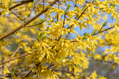 Yellow blooming Forsythia flowers in spring, blue sky on background. Golden Bell, Border Forsythia Forsythia x intermedia, europaea beautiful shrub © ReaLiia