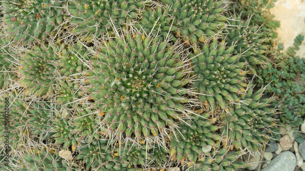 natural texture many small green cactus. close up. natural texture many small green cactus. close up.