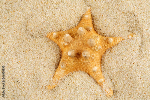 Starfish in sand on the beach, closeup shot