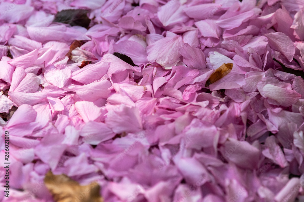 ein Haufen Kirschenblüten in rosa