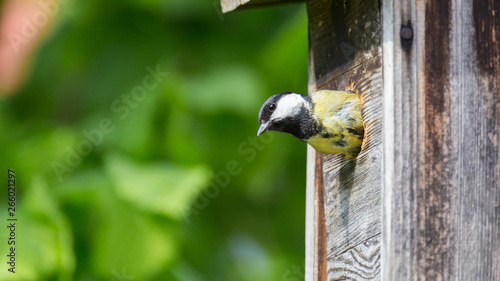 great tit in front of the nesting box photo