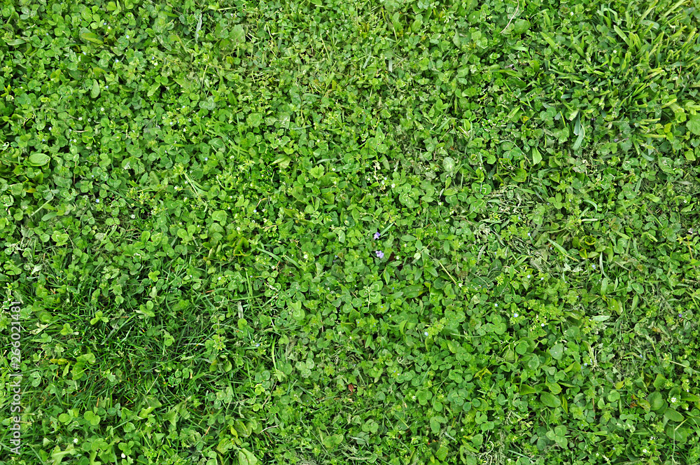 Fototapeta premium Grass and clover green background