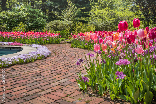 Jewel toned tulips in orange, purple and pink line a walkway of red brick on a sunny spring morning © rabbitti
