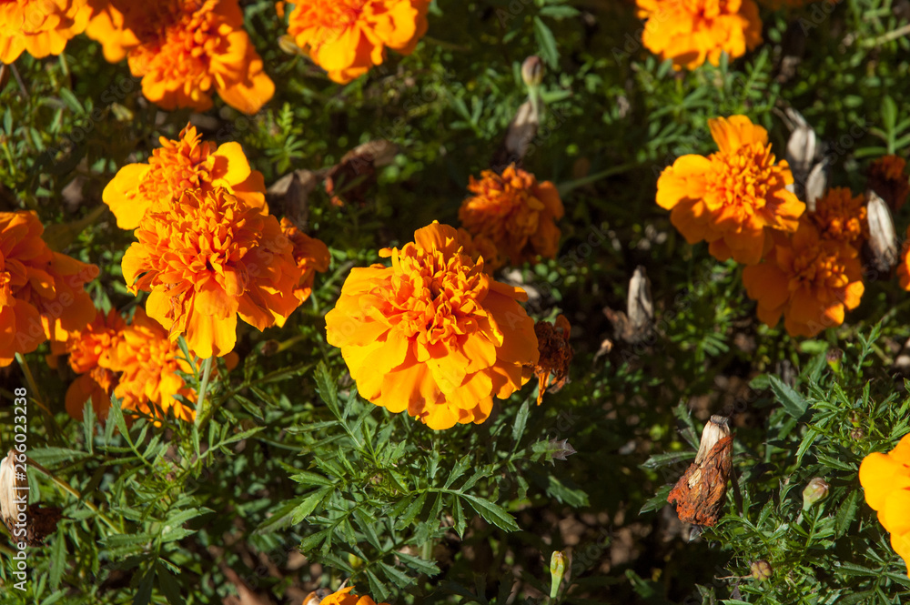 Orange Flowers Orange Flowers