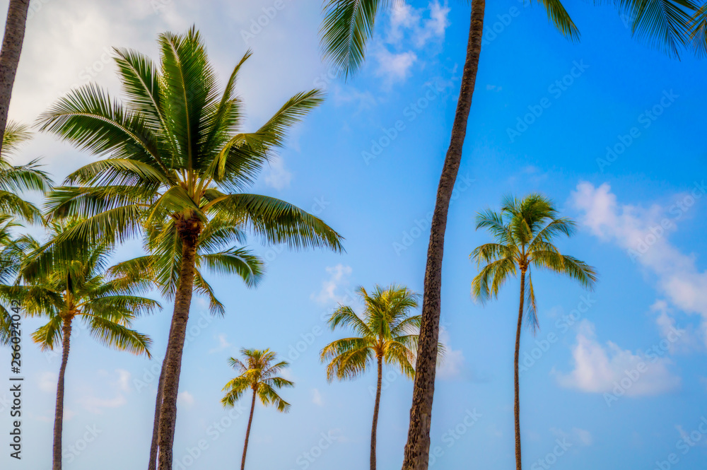 Palm trees against the sky Palm trees against the sky