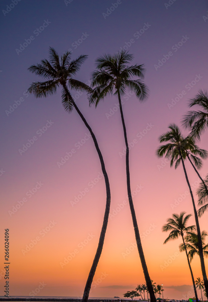 Palms curved by the ocean at sunset