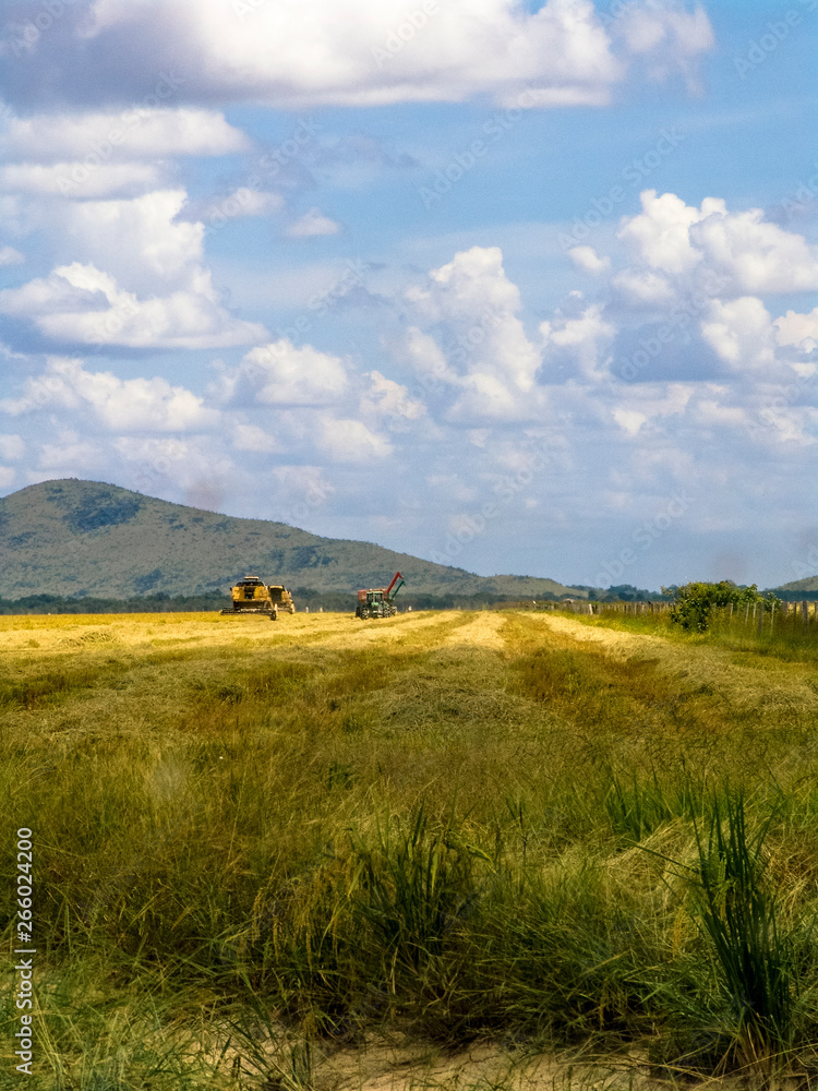 combines harvester harvesting rice on a bright day, in north of Brazil