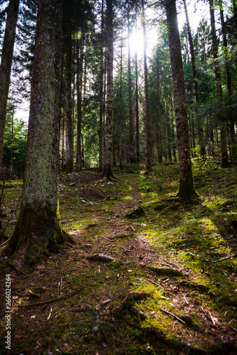 Alberi nel verde bosco in Trentino © Giorgio