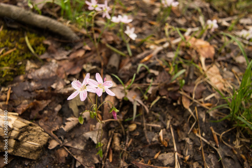 Pink flowers on a forest floor. St. Mary's River State Park, Leonardtown, MD, USA.