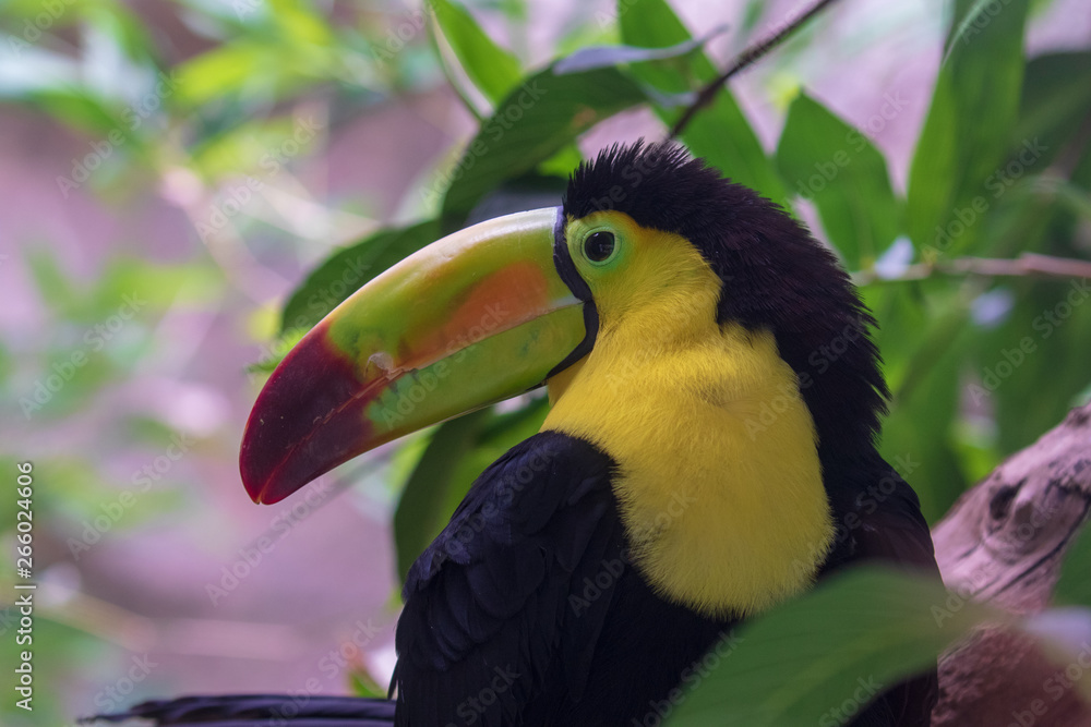 Fototapeta premium toucan