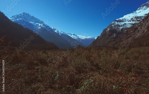 View of alps in Yumthang valley, North Sikkim India